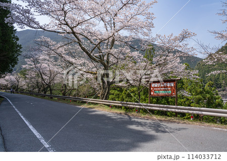 春の晴れた日の秋葉ダムの満開になった千本桜と道路(静岡県) 114033712