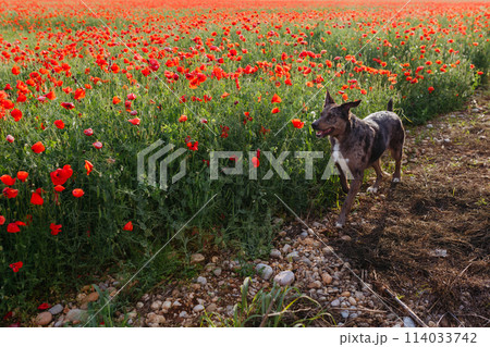 big grey dog running along the poppy field 114033742