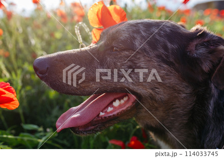portrait of dog's head with opened mouth in the poppy field during the sunset 114033745