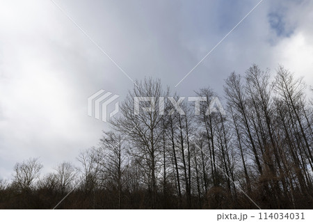cloudy weather with strong winds in a mixed forest with leafless trees cloudy weather with strong winds in a mixed forest with leafless trees 114034031