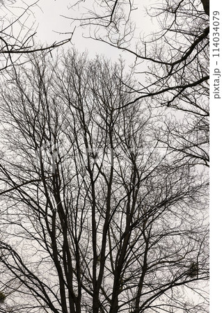 maple trees without foliage in the winter season in the forest maple trees without foliage in the winter season in the forest 114034079
