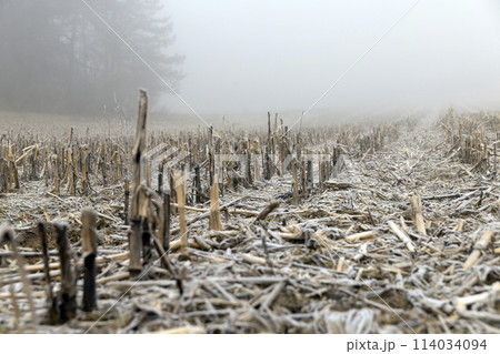 poorly harvested corn crop remaining for the winter 114034094