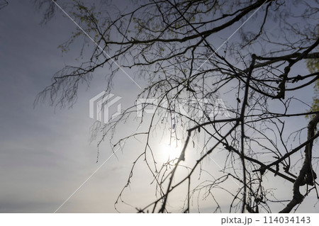 beautiful trees in warm spring weather with the first foliage 114034143