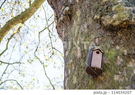 大木の幹に取り付けられた小鳥用の小さい鳥小屋　ロンドンの西のラベンズコート公園にて 114034207