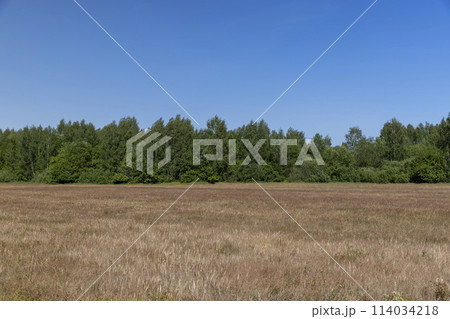 a green forest with a blue sky and colorful grass 114034218