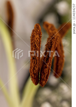 pollen of a lily flower closeup 114034237