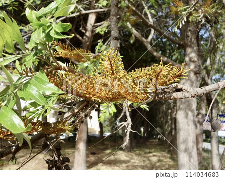 ハゴロモノキ、もうじき咲きます 114034683