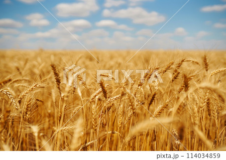 Background of ripening ears of wheat field, blue sky. Close up photo of nature. Agriculture concept. 114034859