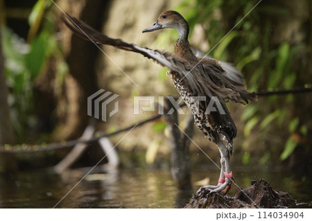 A beautiful in the water in Denmark. Close-up 114034904