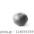 鉛筆デッサン風　みかん 114035359