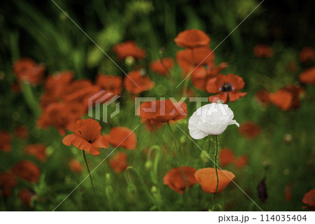 赤いポピーの花の一輪の白い花 赤いポピーの花の一輪の白い花 114035404