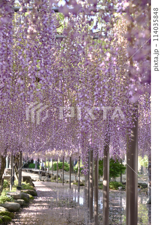 満開のフジ 津島天王川公園 満開のフジ 津島天王川公園 114035848