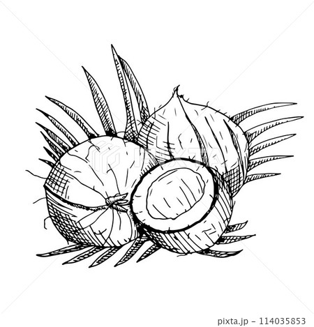 Hand drawn coconuts in engraving style. Painted by black inks on isolated background in linear style. 114035853