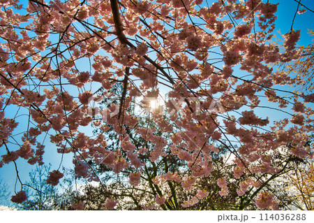 満開の桜から覗く美しい光芒　　　バンク－バ－　ブリティッシュコロンビア　カナダ 114036288