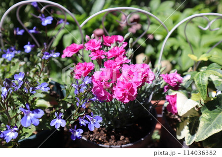 鉢に植えられたナデシコのピンク色の花 鉢に植えられたナデシコのピンク色の花 114036382