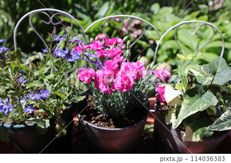 鉢に植えられたピンク色のナデシコの花 114036383