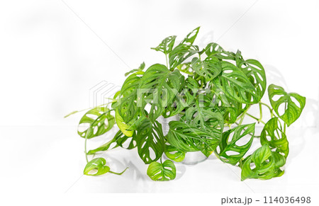 Home plant monstera in a pot on a white isolated background. 114036498