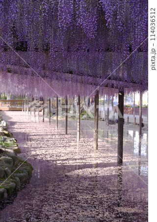 津島天王川公園 藤棚 津島天王川公園 藤棚 114036512