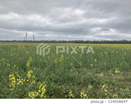 Yellow field planted with rapeseed Yellow field planted with rapeseed 114036647