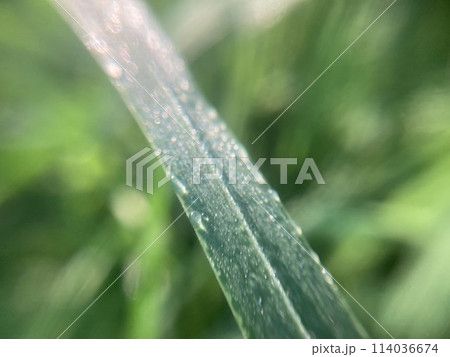 Morning grass in dew in the garden Morning grass in dew in the garden 114036674