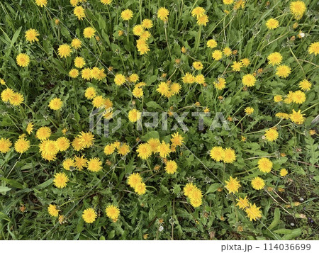 Spring flowers bloomed in the garden 114036699