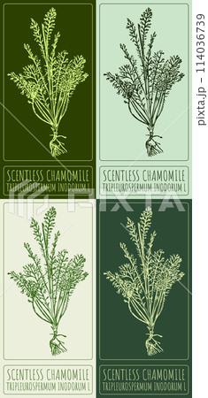 Set of vector drawing SCENTLESS CHAMOMILE in various colors. Hand drawn illustration. The Latin name is TRIPLEUROSPERMUM INODORUM L 114036739