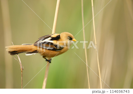 Bearded tit juvenile perched on a reed in wetlands 114036743