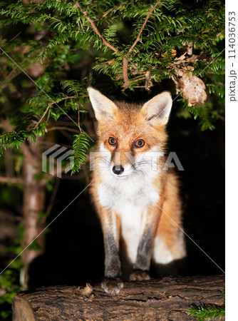 Portrait of a young red fox standing on a tree in a forest Portrait of a young red fox standing on a tree in a forest 114036753