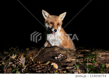 Portrait of a cute young red fox standing on a tree in a forest Portrait of a cute young red fox standing on a tree in a forest 114036754