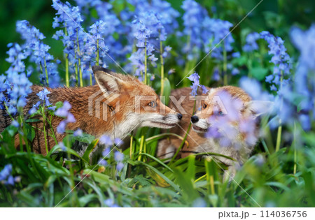 Portrait of a two red foxes amongst bluebells in spring 114036756