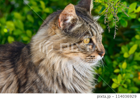 portrait of a serious cat similar to a Maine Coon against a background of green leaves portrait of a serious cat similar to a Maine Coon against a background of green leaves 114036929
