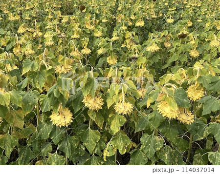 ひまわり ひまわり 114037014