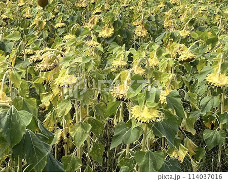 ひまわり　 114037016