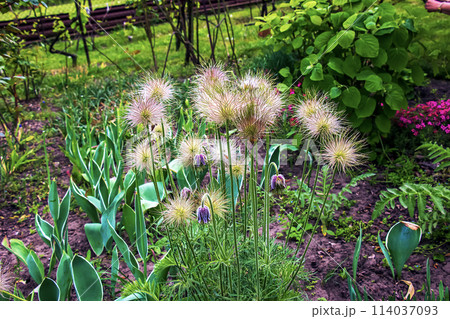 Beautiful blue primrose flowers, spring flowers, primrose Pulsatilla patens in Latin 114037093