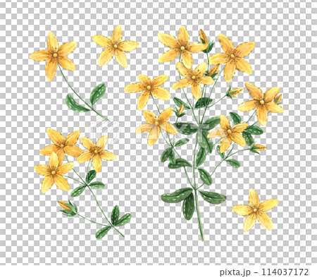 Watercolor set of yellow St. John's wort (tutsan) flowers. Hand drawn illustration on isolated background, suitable for menu design, packaging, poster, website, textile, invitation, brochure, textile. 114037172