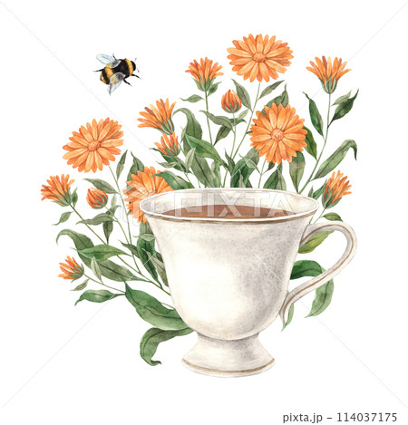Watercolor tea composition with ceramic vintage mug, calendula and bumblebee. Illustration is hand drawn, suitable for menu design, packaging, poster, website, textile, invitation, brochure, textile. Watercolor tea composition with ceramic vintage mug, calendula and bumblebee. Illustration is hand drawn, suitable for menu design, packaging, poster, website, textile, invitation, brochure, textile. 114037175