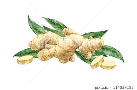 Watercolor drawing of juicy ginger with slices and green leaves. Illustration hand drawn on isolated background, suitable for menu design, packaging, poster, website, textile, invitation, brochure. 114037185