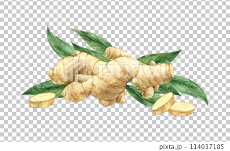 Watercolor drawing of juicy ginger with slices and green leaves. Illustration hand drawn on isolated background, suitable for menu design, packaging, poster, website, textile, invitation, brochure. 114037185