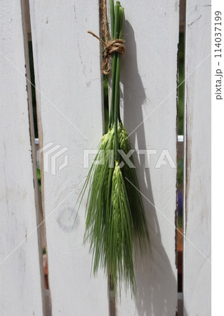 観賞用麦のリース 114037199