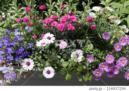 カラフルな花の寄せ植え 114037204