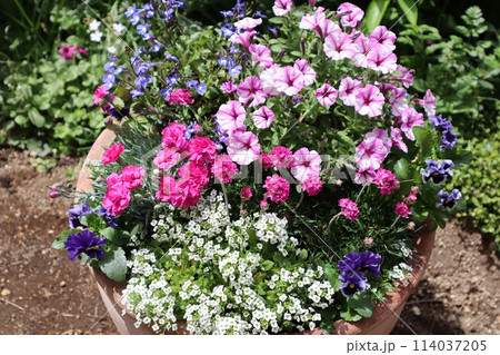 ピンク色の花の寄せ植え 114037205