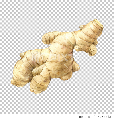 Watercolor illustration of juicy realistic ginger. Illustration hand drawn on isolated background, suitable for menu design, packaging, poster, website, textile, invitation, brochure. 114037218