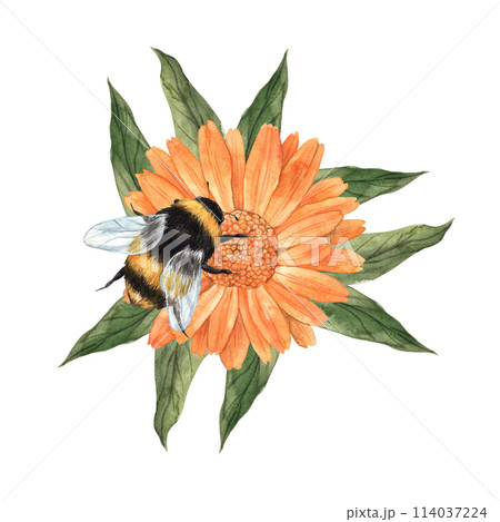 Watercolor composition with calendula, green leaves and large bumblebee. Illustration is hand drawn, suitable for menu design, packaging, poster, website, textile, invitation, brochure, textile. Watercolor composition with calendula, green leaves and large bumblebee. Illustration is hand drawn, suitable for menu design, packaging, poster, website, textile, invitation, brochure, textile. 114037224