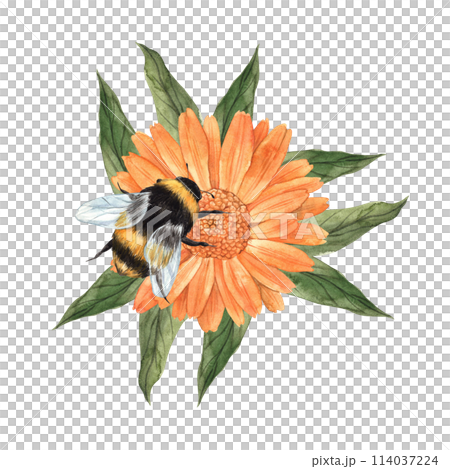 Watercolor composition with calendula, green leaves and large bumblebee. Illustration is hand drawn, suitable for menu design, packaging, poster, website, textile, invitation, brochure, textile. 114037224