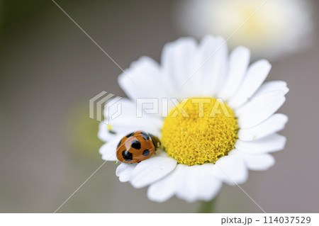 ノースポールの花にのるテントウムシ 114037529