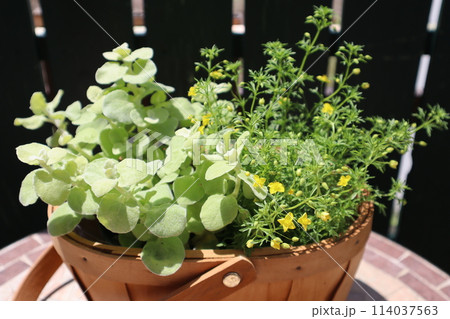 ハーブの寄せ植え ハーブの寄せ植え 114037563