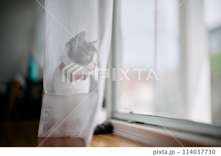 窓辺の子猫 114037730