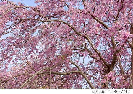 枝垂れ桜 114037742