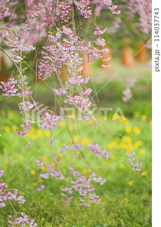 枝垂れ桜 114037743