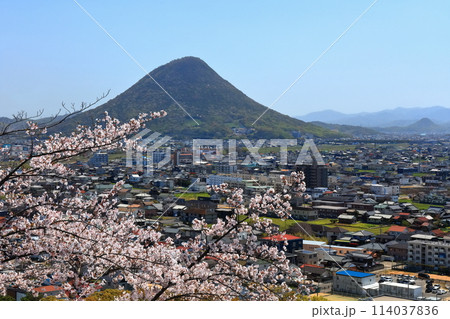 【香川県】桜咲く春の丸亀城より眺める丸亀市の町並みと飯野山(讃岐富士) 【香川県】桜咲く春の丸亀城より眺める丸亀市の町並みと飯野山(讃岐富士) 114037836